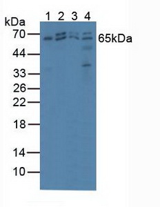 PRKAA2 / AMPK Alpha 2 Antibody - Western Blot; Lane1: Porcine Skeletal Muscle Tissue; Lane2: Human Hela Cells; Lane3: Human MCF7 Cells; Lane4: Human HepG2 Cells.