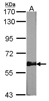 PRKAA2 / AMPK Alpha 2 Antibody - Sample (30 ug of whole cell lysate). A: NIH-3T3. 7.5% SDS PAGE. PRKAA2 antibody diluted at 1:1000.