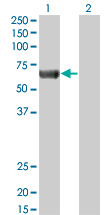 PRKAA2 / AMPK Alpha 2 Antibody - Western Blot analysis of PRKAA2 expression in transfected 293T cell line by PRKAA2 monoclonal antibody (M02), clone 1G8.Lane 1: PRKAA2 transfected lysate(62.3 KDa).Lane 2: Non-transfected lysate.