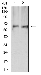 PRKAA2 / AMPK Alpha 2 Antibody - Western blot analysis using PRKAA2 mouse mAb against HEK293 (1) and COS7 (2) cell lysate.