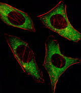 PRKAA2 / AMPK Alpha 2 Antibody - Fluorescent image of HeLa cell stained with PRKAA2 Antibody. HeLa cells were fixed with 4% PFA (20 min), permeabilized with Triton X-100 (0.1%, 10 min), then incubated with PRKAA2 primary antibody (1:25, 1 h at 37°C). For secondary antibody, Alexa Fluor 488 conjugated donkey anti-mouse antibody (green) was used (1:400, 50 min at 37°C). Cytoplasmic actin was counterstained with Alexa Fluor 555 (red) conjugated Phalloidin (7units/ml, 1 h at 37°C). PRKAA2 immunoreactivity is localized to Cytoplasm significantly.
