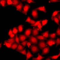 PRKAA2 / AMPK Alpha 2 Antibody