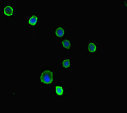 PRKAA2 / AMPK Alpha 2 Antibody - Immunofluorescent analysis of MCF7 cells diluted at 1:100 and Alexa Fluor 488-congugated AffiniPure Goat Anti-Rabbit IgG(H+L)