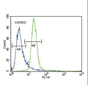 PRKAA2 / AMPK Alpha 2 Antibody - PRKAA2 (Thr172) Antibody flow cytometry of K562 cells (right histogram) compared to a negative control cell (left histogram). FITC-conjugated goat-anti-rabbit secondary antibodies were used for the analysis.