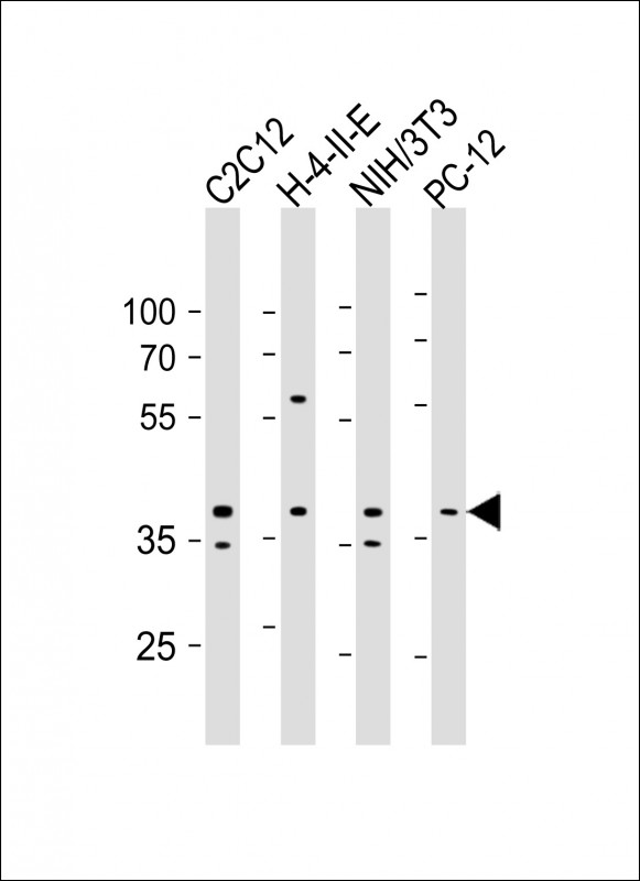 PRKAB1 / AMPK Beta 1 Antibody - All lanes: Anti-PRKAB1 Antibody at 1:2000 dilution Lane 1: C2C12 whole cell lysate Lane 2: H-4-II-E whole cell lysate Lane 3: NIH/3T3 whole cell lysate Lane 4: PC-12 whole cell lysate Lysates/proteins at 20 µg per lane. Secondary Goat Anti-mouse IgG, (H+L), Peroxidase conjugated at 1/10000 dilution. Predicted band size: 30 kDa Blocking/Dilution buffer: 5% NFDM/TBST.