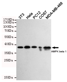 PRKAB1 / AMPK Beta 1 Antibody - Western blot detection of AMPK beta 1 in 3T3, HeLa, PC-12, COS7 and MDA-MB-468 cell lysates using AMPK beta 1 mouse monoclonal antibody (1:1000 dilution). Predicted band size: 38KDa. Observed band size:38KDa.Exposure time:5min.