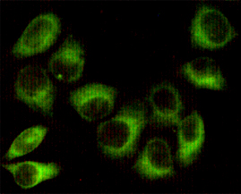 PRKAB1 / AMPK Beta 1 Antibody - Immunocytochemistry staining of HeLa cells fixed with 1% Paraformaldehyde and using AMPK beta 1 mouse monoclonal antibody (dilution 1:100).