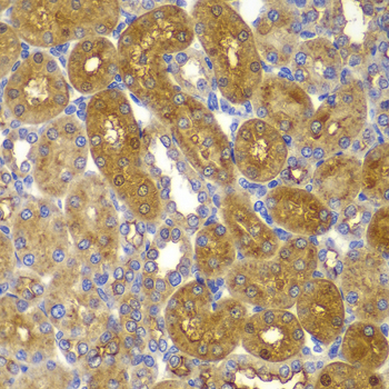 PRKAB1 / AMPK Beta 1 Antibody - Immunohistochemistry of paraffin-embedded rat kidney tissue.