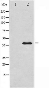 PRKAB1 / AMPK Beta 1 Antibody - Western blot analysis of AMPK Beta1 expression in COS7 whole cells lysates. The lane on the left is treated with the antigen-specific peptide.
