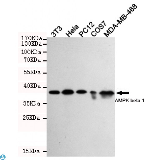 PRKAB1 / AMPK Beta 1 Antibody - Western blot detection of AMPK beta 1 in 3T3, Hela, PC-12, COS7 and MDA-MB-468 cell lysates using AMPK beta 1 mouse mAb (1:1000 diluted). Predicted band size: 38KDa. Observed band size: 38KDa. Exposure time:5min.