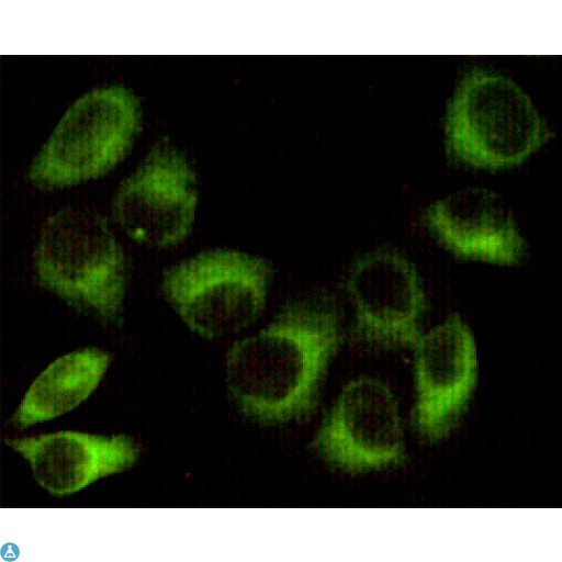 PRKAB1 / AMPK Beta 1 Antibody - Immunocytochemistry staining of HeLa cells fixed with 1% Paraformaldehyde and using AMPK beta 1 mouse mAb (dilution 1:100).