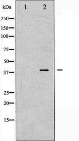PRKAB1 / AMPK Beta 1 Antibody - Western blot analysis of AMPK Beta1 phosphorylation expression in Jurkat whole cells lysates. The lane on the left is treated with the antigen-specific peptide.