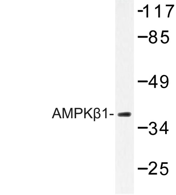 PRKAB1 / AMPK Beta 1 Antibody - Western blot of AMPK1 (V175) pAb in extracts from COS7 cells.