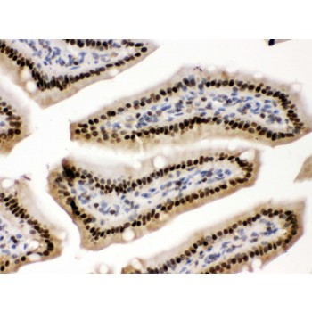 PRKAB2 / AMPK Beta 2 Antibody - AMPK beta 2 antibody IHC-paraffin. IHC(P): Mouse Intestine Tissue.