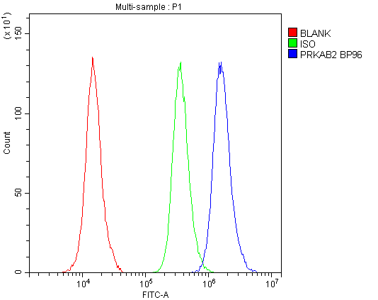 PRKAB2 / AMPK Beta 2 Antibody - Flow Cytometry analysis of A431 cells using anti-AMPK beta 2 antibody. Overlay histogram showing A431 cells stained with anti-AMPK beta 2 antibody (Blue line). The cells were blocked with 10% normal goat serum. And then incubated with rabbit anti-AMPK beta 2 Antibody (1µg/10E6 cells) for 30 min at 20°C. DyLight®488 conjugated goat anti-rabbit IgG (5-10µg/10E6 cells) was used as secondary antibody for 30 minutes at 20°C. Isotype control antibody (Green line) was rabbit IgG (1µg/10E6 cells) used under the same conditions. Unlabelled sample (Red line) was also used as a control.