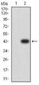 PRKAB2 / AMPK Beta 2 Antibody - Western blot analysis using PRKAB2 mAb against HEK293 (1) and PRKAB2 (AA: 1-120)-hIgGFc transfected HEK293 (2) cell lysate.