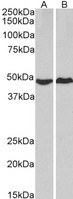 PRKACA Antibody - Goat Anti-PRKACA Antibody (2µg/ml) staining of HeLa (A) and MCF7 (B) lysates (35µg protein in RIPA buffer). Primary incubation was 1 hour. Detected by chemiluminescencence.