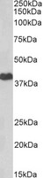 PRKACA Antibody - Goat Anti-PRKACA Antibody (2µg/ml) staining of HeLa lysate (35µg protein in RIPA buffer). Primary incubation was 1 hour. Detected by chemiluminescencence.