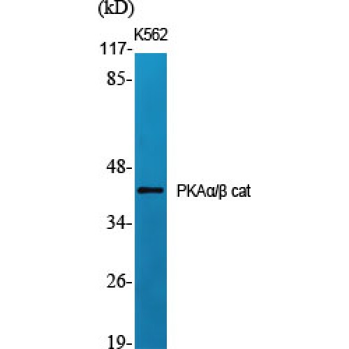 PRKACA + PRKACB Antibody - Western blot of PKA alpha/beta cat antibody