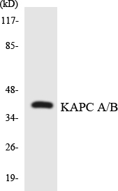 PRKACA + PRKACB Antibody - Western blot analysis of the lysates from RAW264.7cells using KAPC A/B antibody.