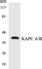 PRKACA + PRKACB Antibody - Western blot analysis of the lysates from RAW264.7cells using KAPC A/B antibody.