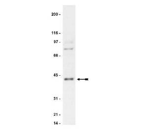 PRKACA + PRKACB Antibody - Rat heart microsomal preparation probed with 0.5 ug/ml of Protein Kinase A, NT (PKA)