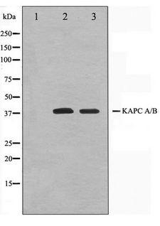 PRKACA + PRKACB Antibody - Western blot of Jurkat and K562 cell lysate using KAPC A/B Antibody