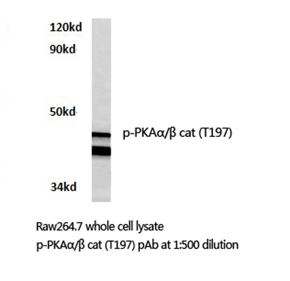 PRKACA + PRKACB Antibody - Western blot of p-PKA antibody in extracts from Raw264.7 cells.
