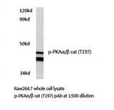 PRKACA + PRKACB Antibody - Western blot of p-PKA antibody in extracts from Raw264.7 cells.