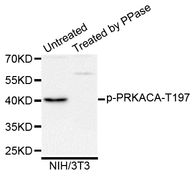 PRKACA + PRKACB Antibody - Western blot analysis of extracts of NIH/3T3 cells.