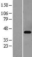 PRKACB Protein - Western validation with an anti-DDK antibody * L: Control HEK293 lysate R: Over-expression lysate
