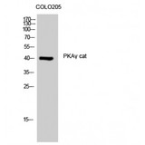 PRKACG Antibody - Western blot of PKA gamma cat antibody