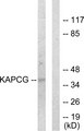 PRKACG Antibody - Western blot analysis of lysates from COLO205 cells, using KAPCG Antibody. The lane on the right is blocked with the synthesized peptide.