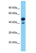 PRKACG Antibody - PRKACG antibody Western Blot of 293T. Antibody dilution: 1 ug/ml.  This image was taken for the unconjugated form of this product. Other forms have not been tested.