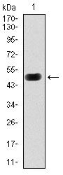 PRKACG Antibody - PKA gamma Antibody in Western Blot (WB)