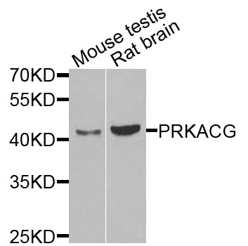 PRKACG Antibody - Western blot analysis of extracts of various cells.