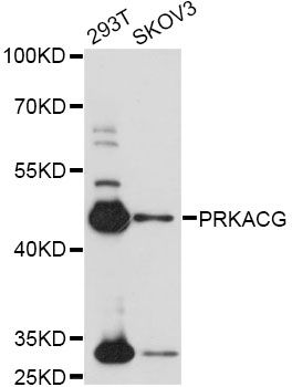 PRKACG Antibody - Western blot analysis of extracts of various cell lines, using PRKACG antibody at 1:1000 dilution. The secondary antibody used was an HRP Goat Anti-Rabbit IgG (H+L) at 1:10000 dilution. Lysates were loaded 25ug per lane and 3% nonfat dry milk in TBST was used for blocking. An ECL Kit was used for detection and the exposure time was 30s.