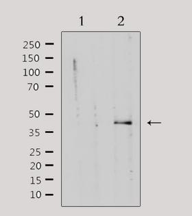 PRKACG Antibody - Western blot analysis of extracts of rat muscle using KAPCG antibody. Lane 1 was treated with the antigen-specific peptide.