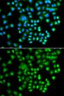 PRKACG Antibody - Immunofluorescence analysis of A549 cells using PRKACG Polyclonal Antibody.