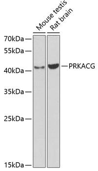 PRKACG Antibody - Western blot analysis of extracts of various cell lines using PRKACG Polyclonal Antibody at dilution of 1:1000.