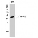 PRKAG1+2+3 Antibody - Western blot of AMPKgamma1/2/3 antibody