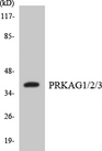 PRKAG1+2+3 Antibody - Western blot analysis of the lysates from 293 cells using PRKAG1/2/3 antibody.
