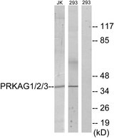 PRKAG1+2+3 Antibody - Western blot analysis of lysates from 293 and Jurkat cells, using PRKAG1/2/3 Antibody. The lane on the right is blocked with the synthesized peptide.