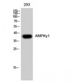 PRKAG1 / AMPK Gamma 1 Antibody - Western blot of AMPKgamma1 antibody