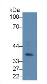 PRKAG1 / AMPK Gamma 1 Antibody - Western Blot; Sample: Mouse Testis lysate; Primary Ab: 2µg/ml Rabbit Anti-Human PRKAg1 Antibody Second Ab: 0.2µg/mL HRP-Linked Caprine Anti-Rabbit IgG Polyclonal Antibody