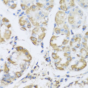 PRKAG1 / AMPK Gamma 1 Antibody - Immunohistochemistry of paraffin-embedded human stomach tissue.