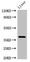 PRKAG1 / AMPK Gamma 1 Antibody - Western Blot Positive WB detected in:Rat liver tissue All Lanes:PRKAG1 antibody at 3µg/ml Secondary Goat polyclonal to rabbit IgG at 1/50000 dilution Predicted band size: 38,35,39 KDa Observed band size: 38 KDa