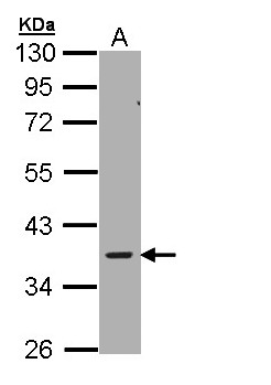 PRKAG2 / AMPK Gamma 2 Antibody - Sample (30 ug of whole cell lysate). A: Hela S3. 10% SDS PAGE. AAMPK Gamma 2 / PRKAG2 antibody diluted at 1:1000