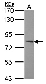 PRKAG2 / AMPK Gamma 2 Antibody - Sample (30 ug of whole cell lysate). A: Hela. 7.5% SDS PAGE. AMPK gamma-2 antibody. AAMPK Gamma 2 / PRKAG2 antibody diluted at 1:1000.