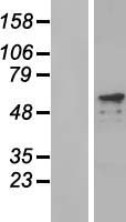 PRKAG2 / AMPK Gamma 2 Protein - Western validation with an anti-DDK antibody * L: Control HEK293 lysate R: Over-expression lysate